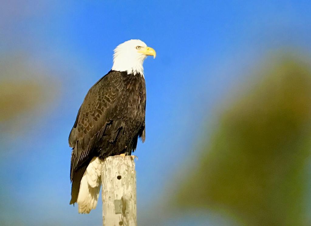 مبيت وإفطار هومير ألاسكا هالسيون هايتس إن المظهر الخارجي الصورة